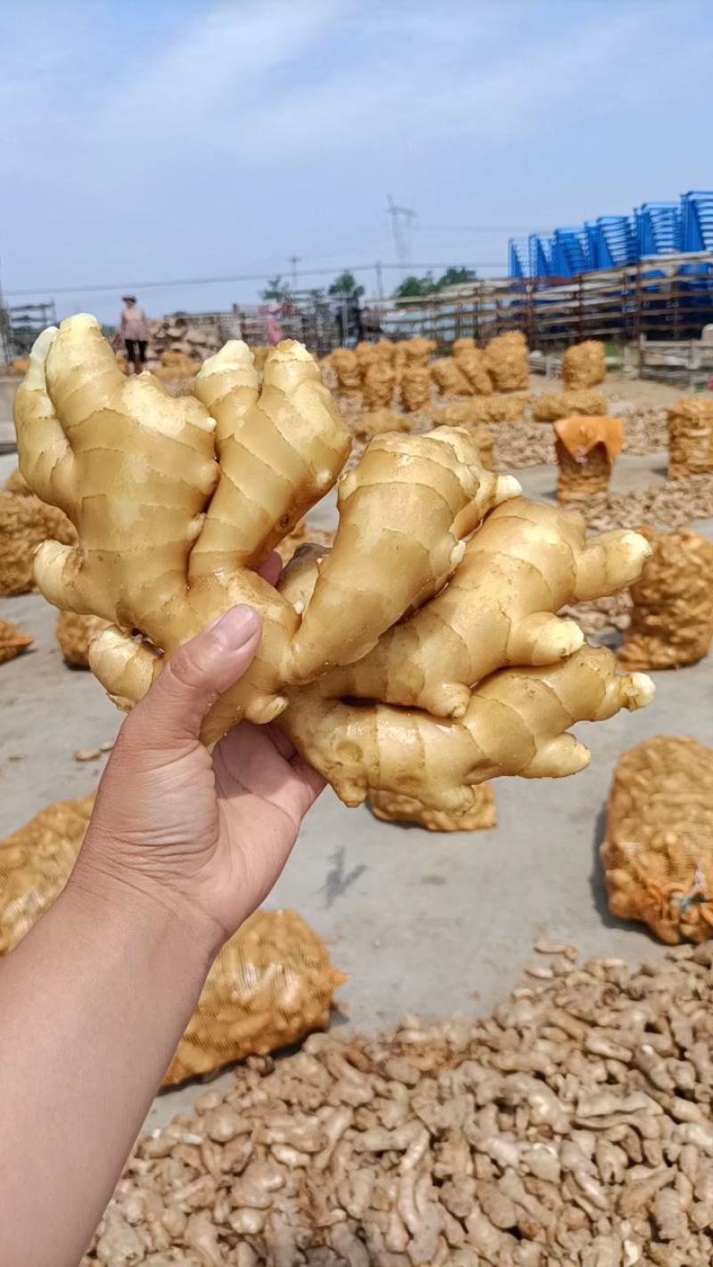 小黄姜【山东生姜】供货全国视频看货品质好