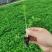 芹菜苗