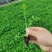 芹菜苗
