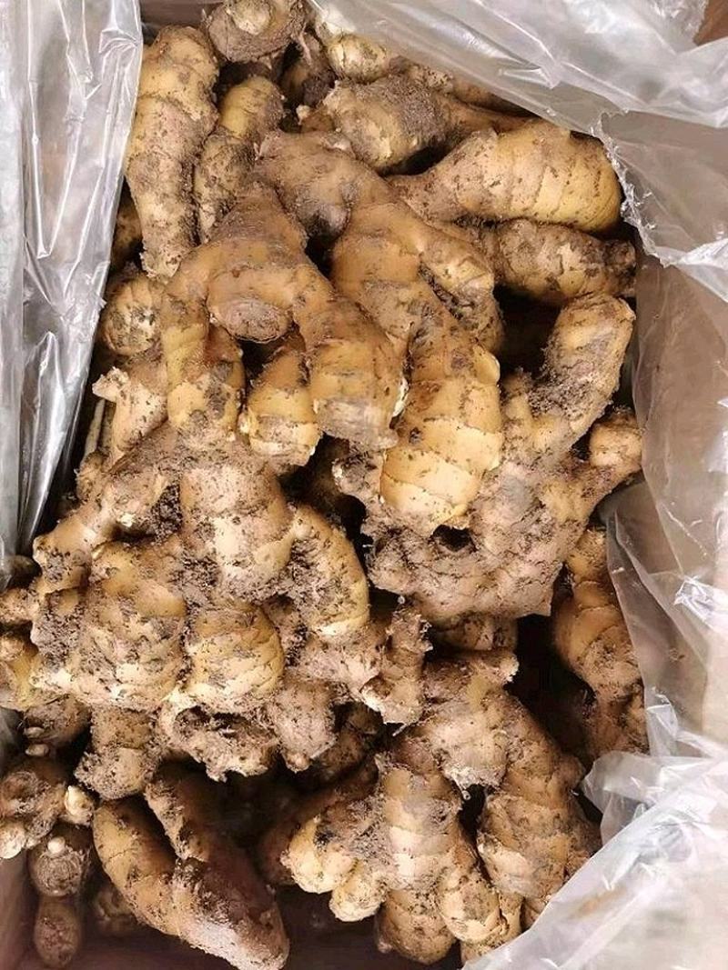 【生姜产地】临沂大黄姜批发三两以上块头大品相好