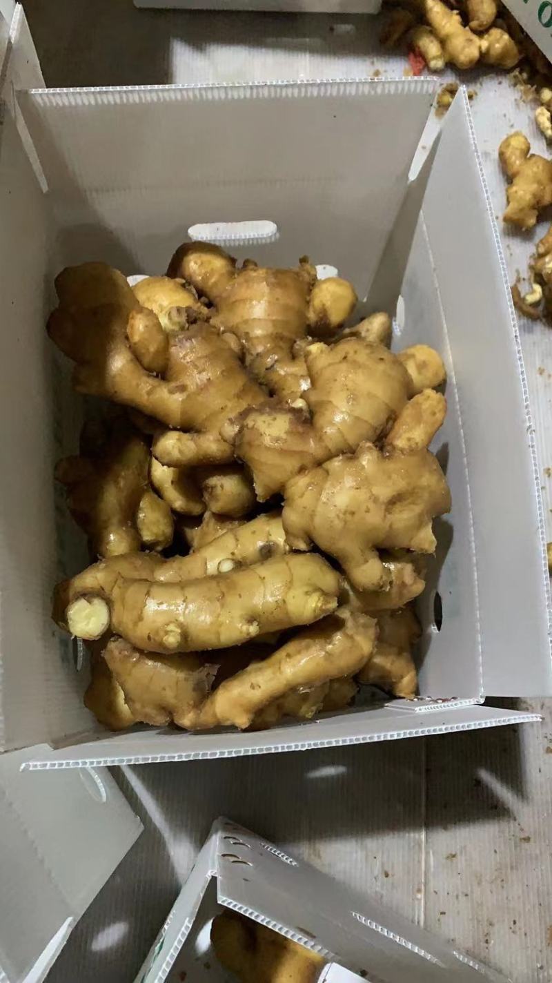 【生姜产地】临沂大黄姜批发三两以上块头大品相好