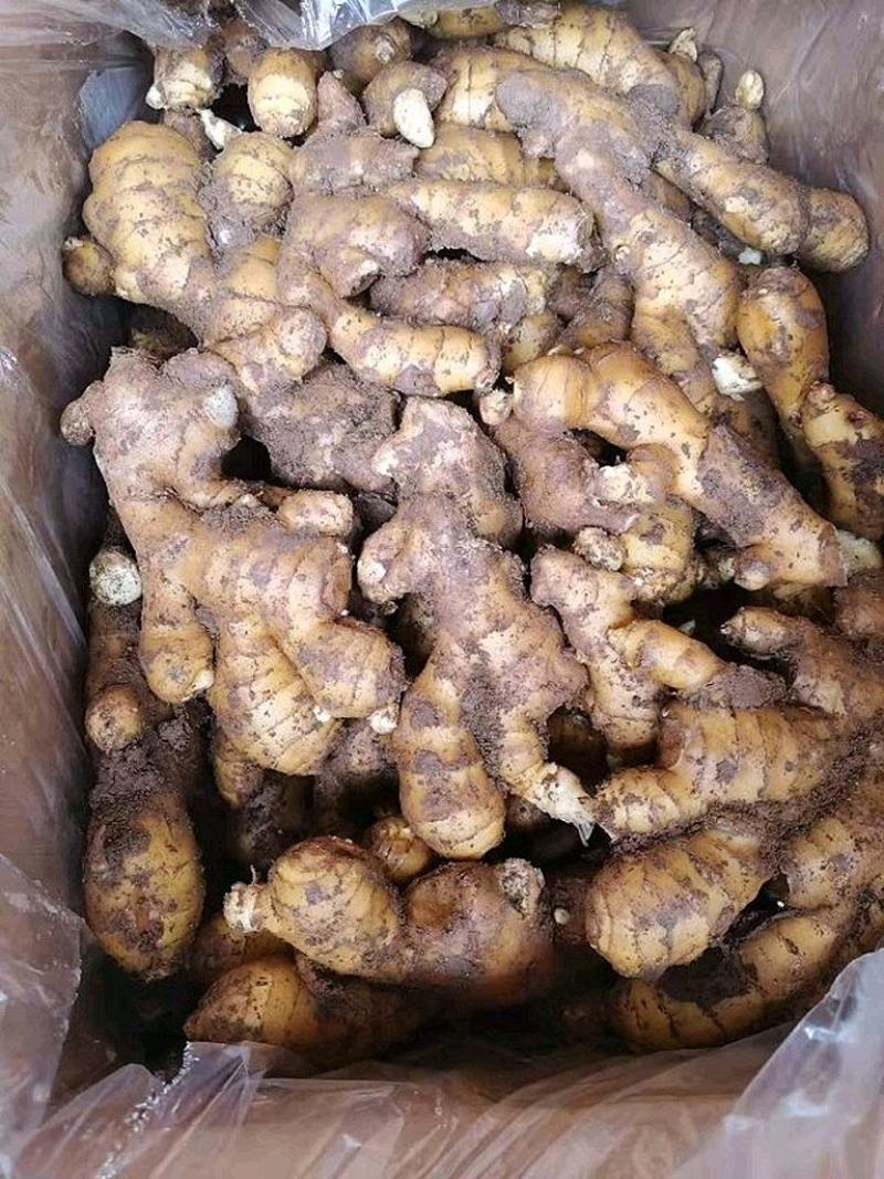 【生姜产地】临沂大黄姜批发三两以上块头大品相好