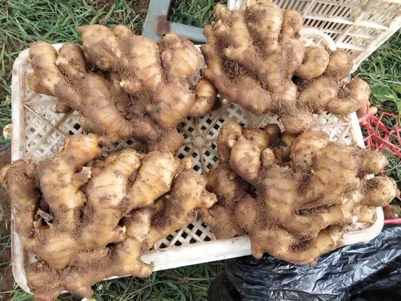 【生姜产地】临沂大黄姜批发三两以上块头大品相好