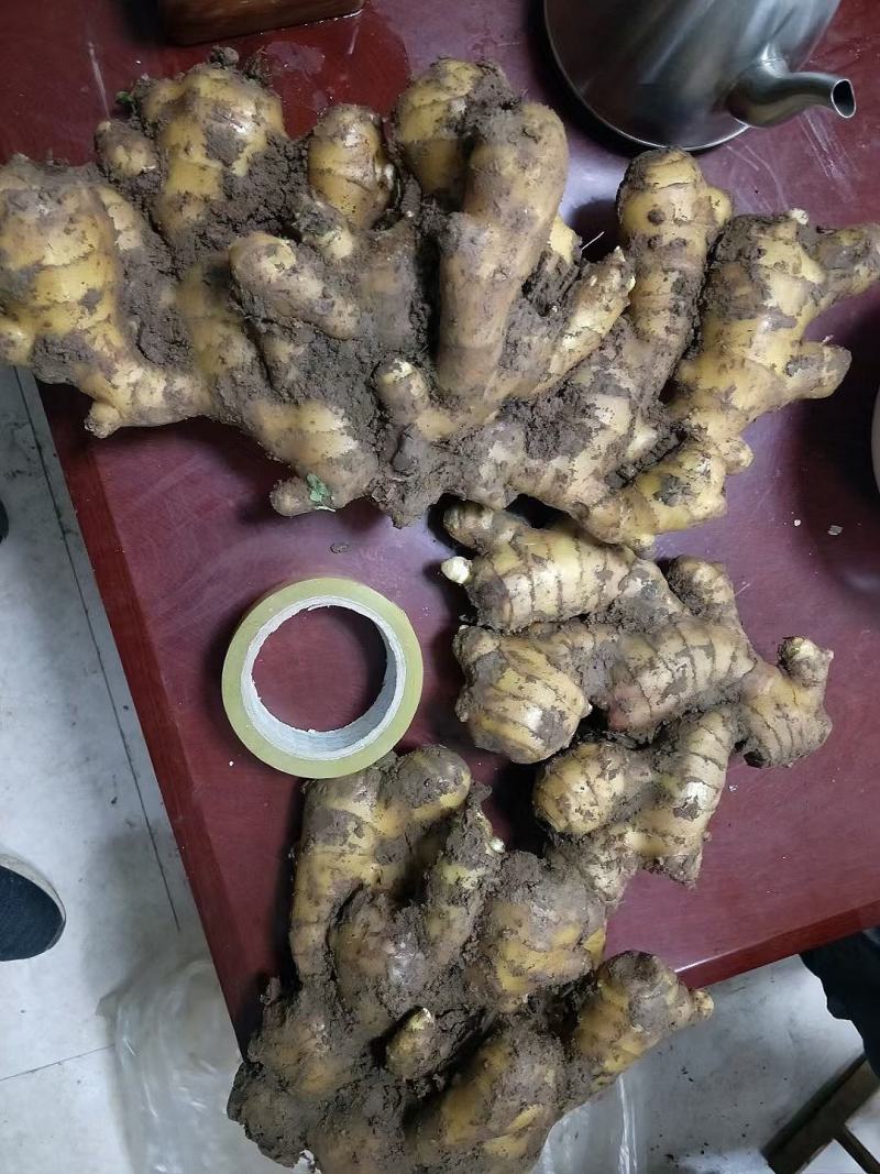 【生姜产地】临沂大黄姜批发三两以上块头大品相好