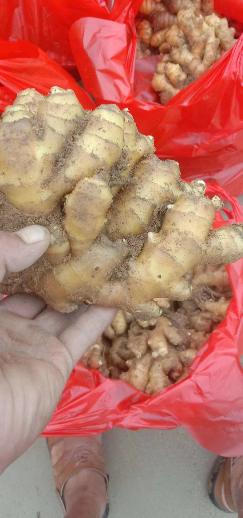 【优选】山东小黄姜产地批发一手货源保质保量可发货