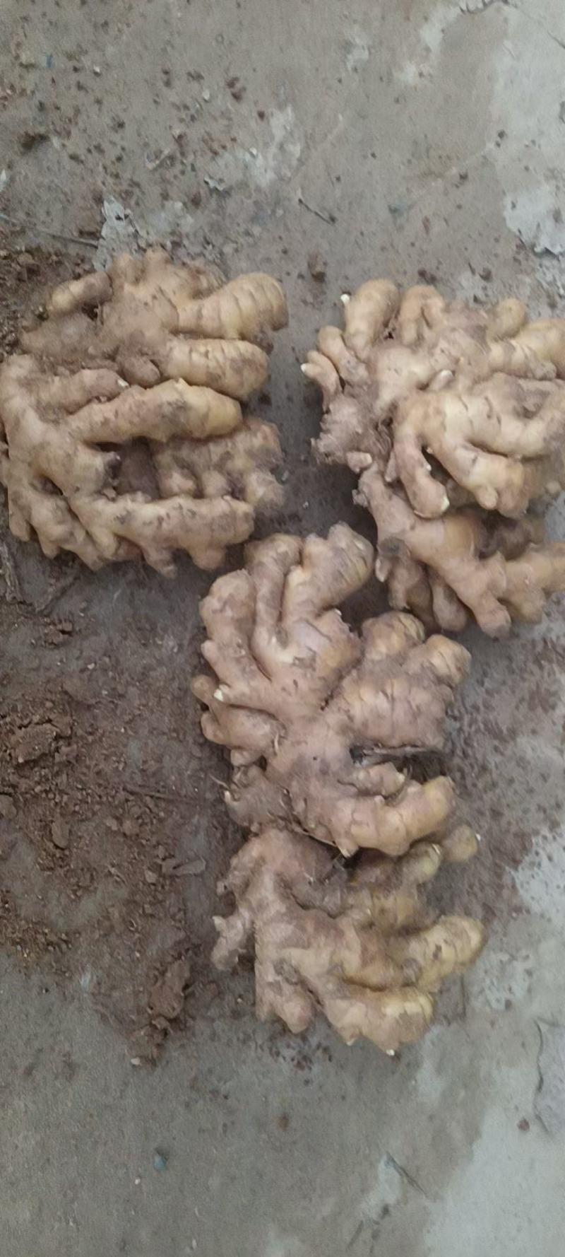 【优选】山东小黄姜产地批发一手货源保质保量可发货