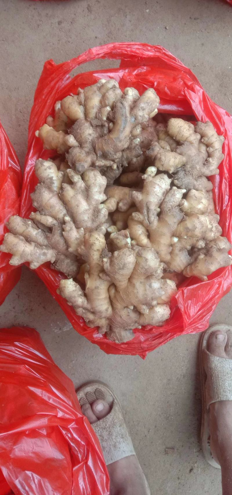 【优选】山东小黄姜产地批发一手货源保质保量可发货
