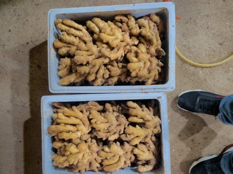 【优选】山东小黄姜产地批发一手货源保质保量可发货