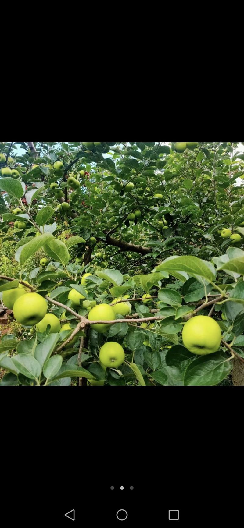 昭通苹果已上市。欢迎各位老板的光临，现在价格2.4一斤。