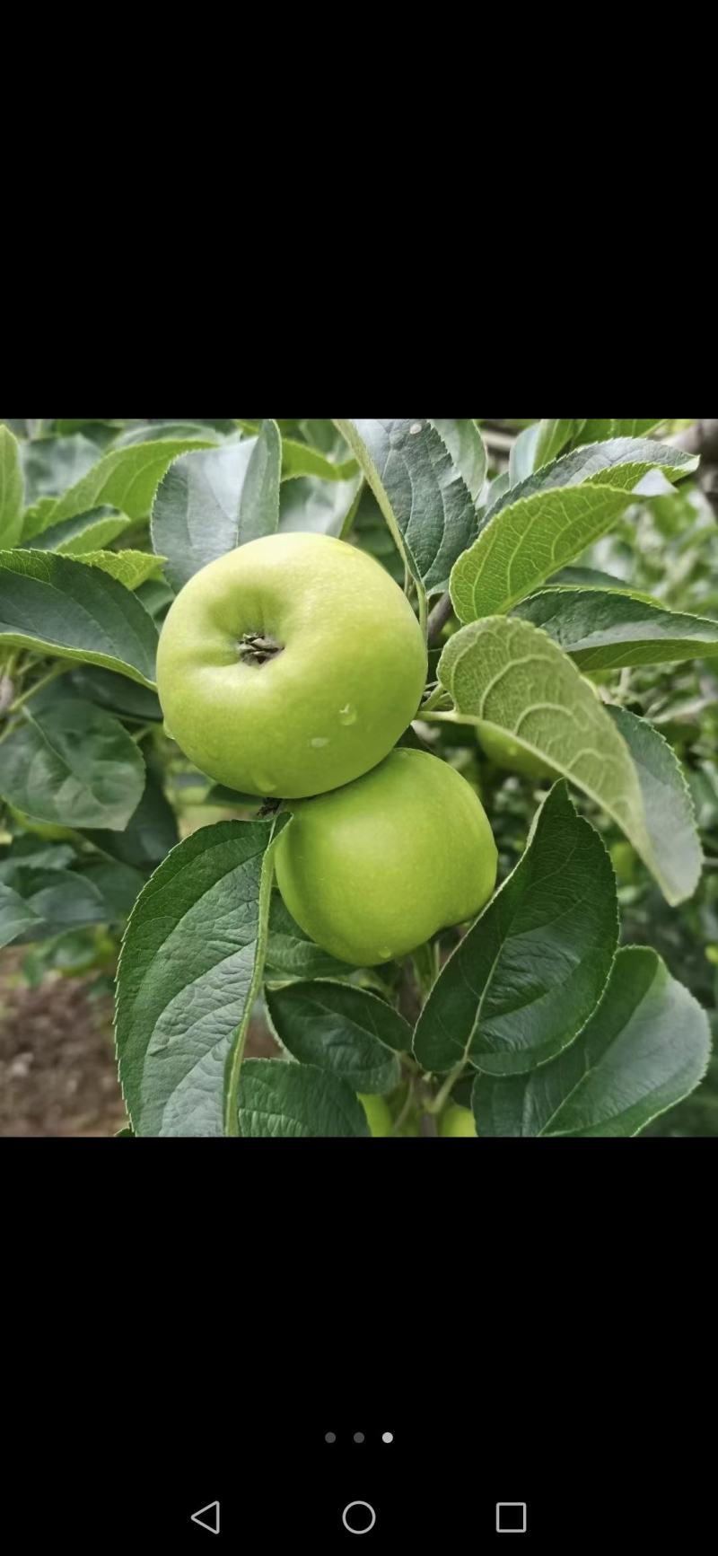 昭通苹果已上市。欢迎各位老板的光临，现在价格2.4一斤。