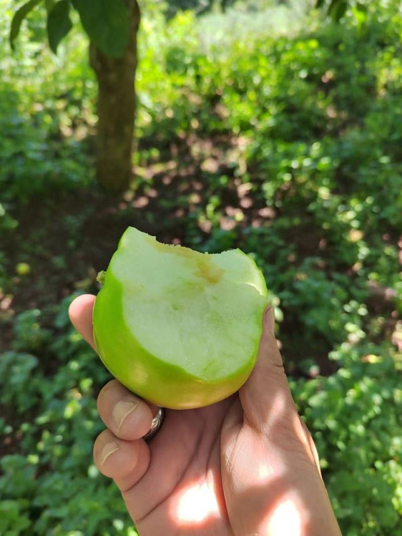 昭通苹果已上市。欢迎各位老板的光临，现在价格2.4一斤。