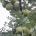 昭通苹果已上市。欢迎各位老板的光临，现在价格2.4一斤。
