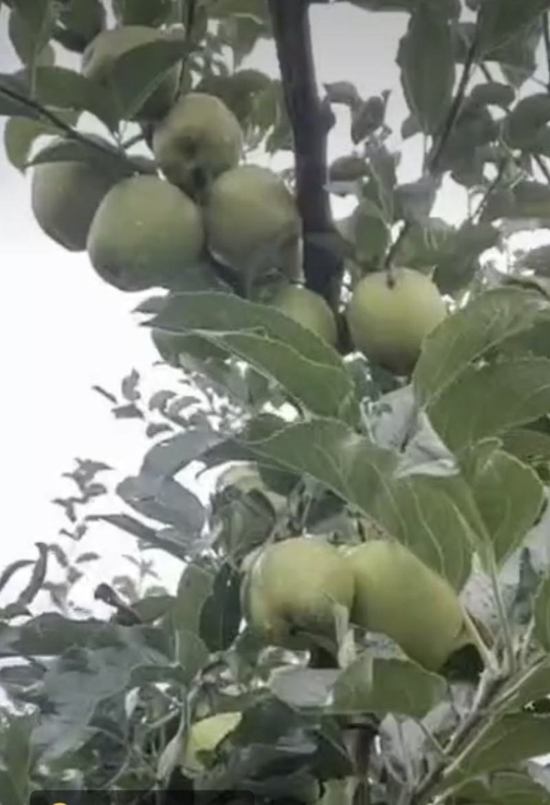 昭通苹果已上市。欢迎各位老板的光临，现在价格2.4一斤。