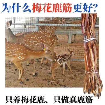 东北正中梅花鹿干鹿筋鹿筋蹄甲鹿筋干鹿筋