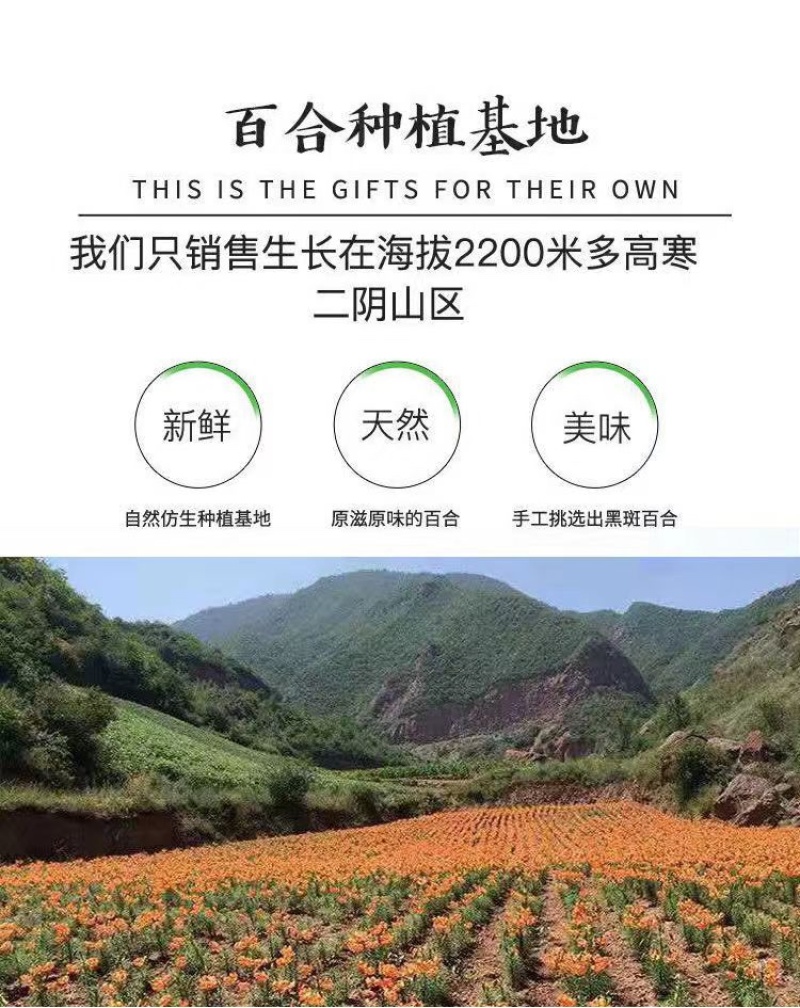 百合批发全国发货，兰州地头价欢迎老板联系，质量保证，量大从优