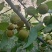 野生青梅，別稱酸梅
