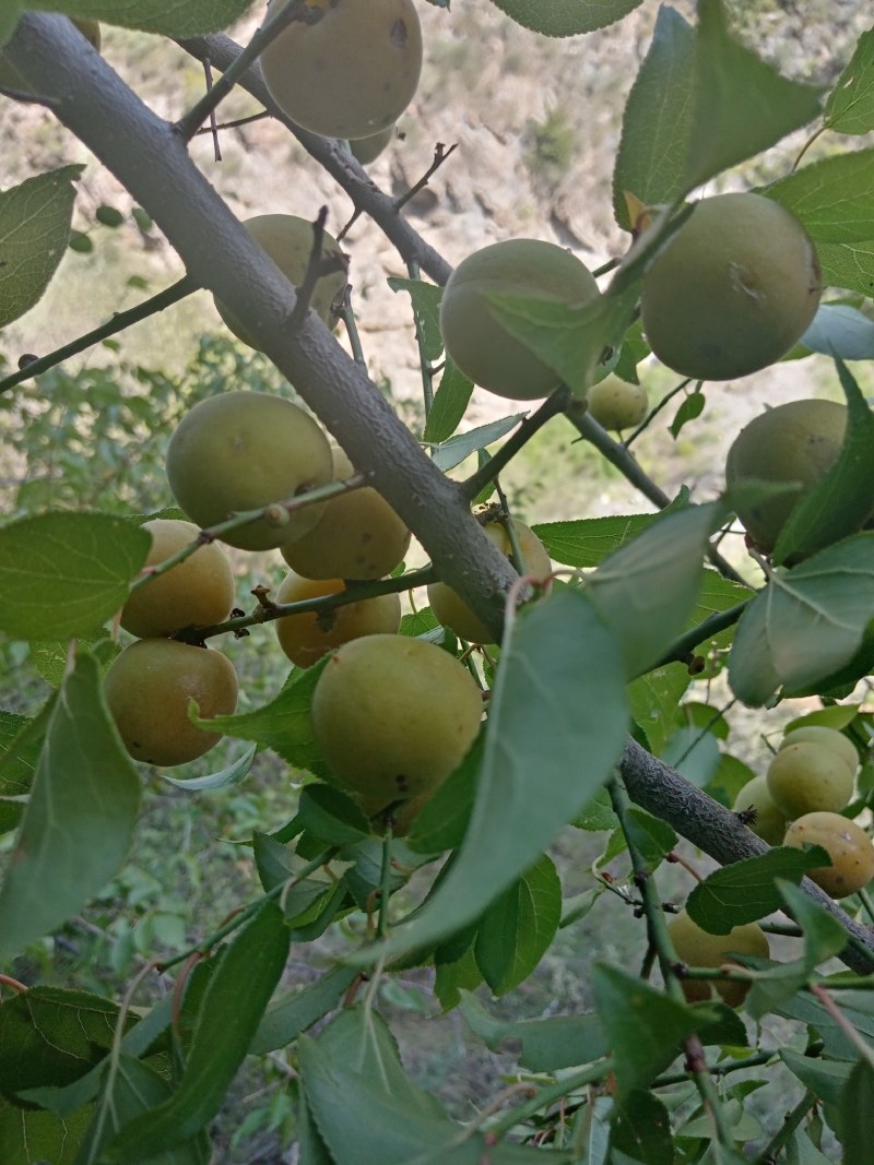 野生青梅，別稱酸梅