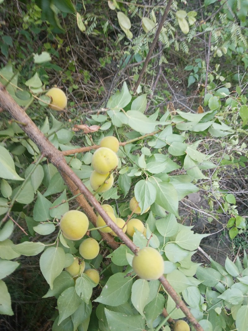 野生青梅，別稱酸梅