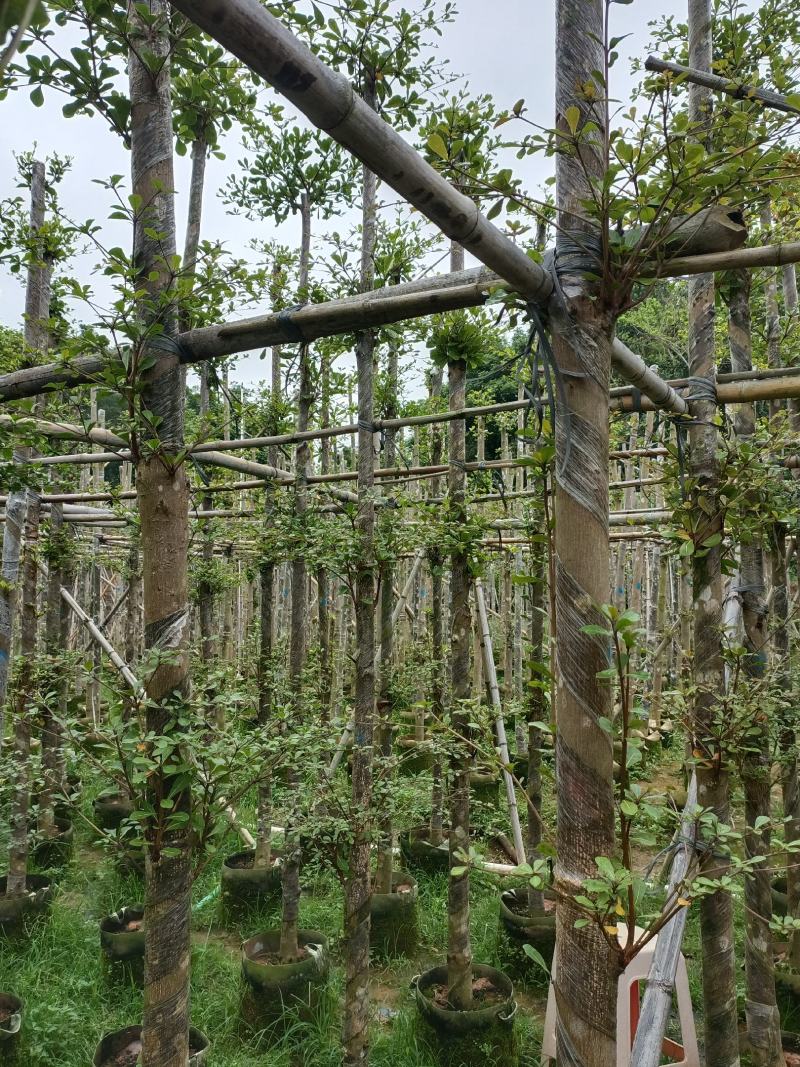 小叶榄仁做冠5.6.7公分
