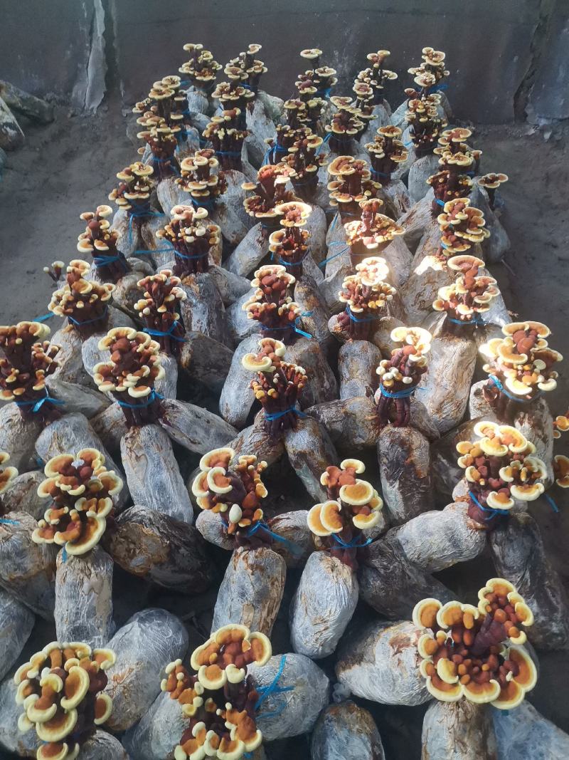 出售灵芝盆景，立栽盆景，观赏盆景！