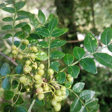 野生花椒
