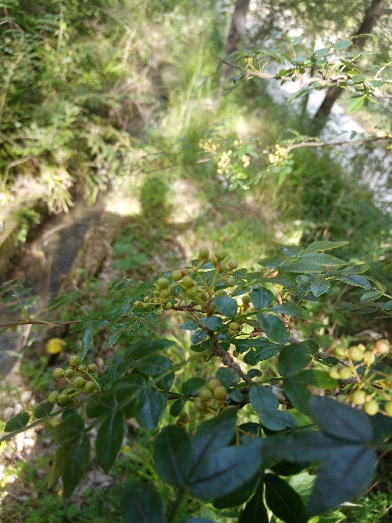 野生花椒