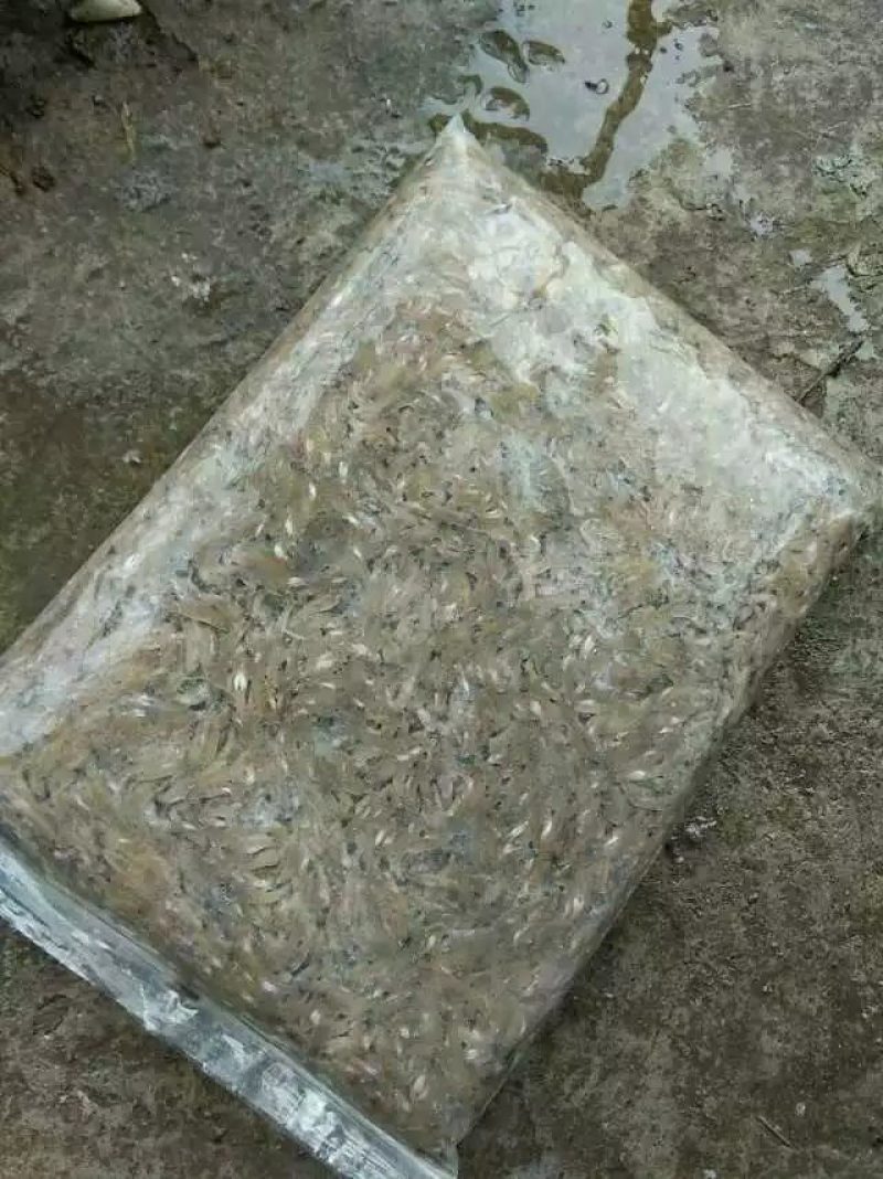 代装速冻小黄鱼2公分左右纯淡水，水库捕捞低温速冻。