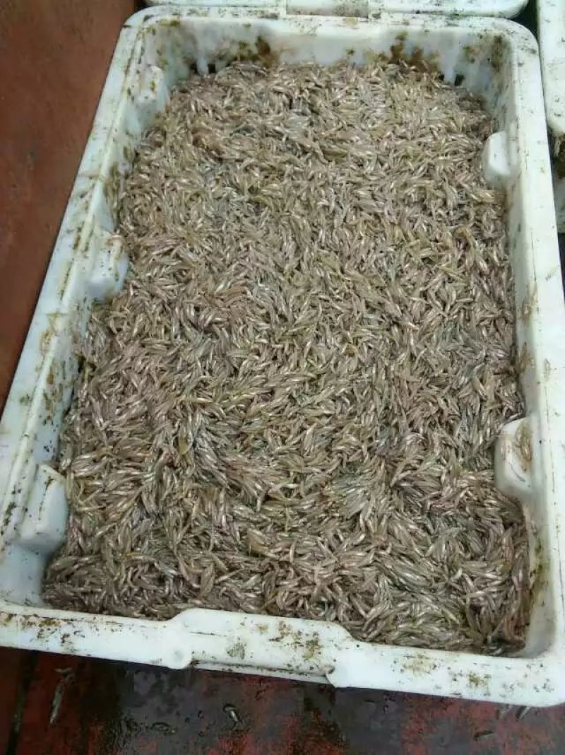 代装速冻小黄鱼2公分左右纯淡水，水库捕捞低温速冻。
