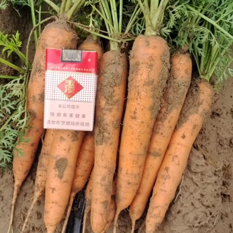 陕西胡萝卜🥕大量上市中，电商，市场货都有