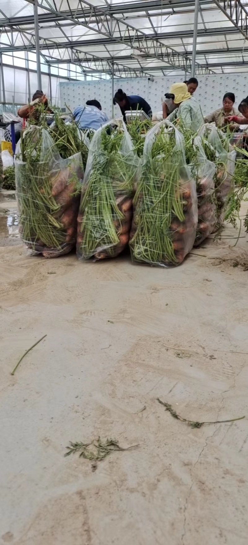 陕西胡萝卜🥕大量上市中，电商，市场货都有