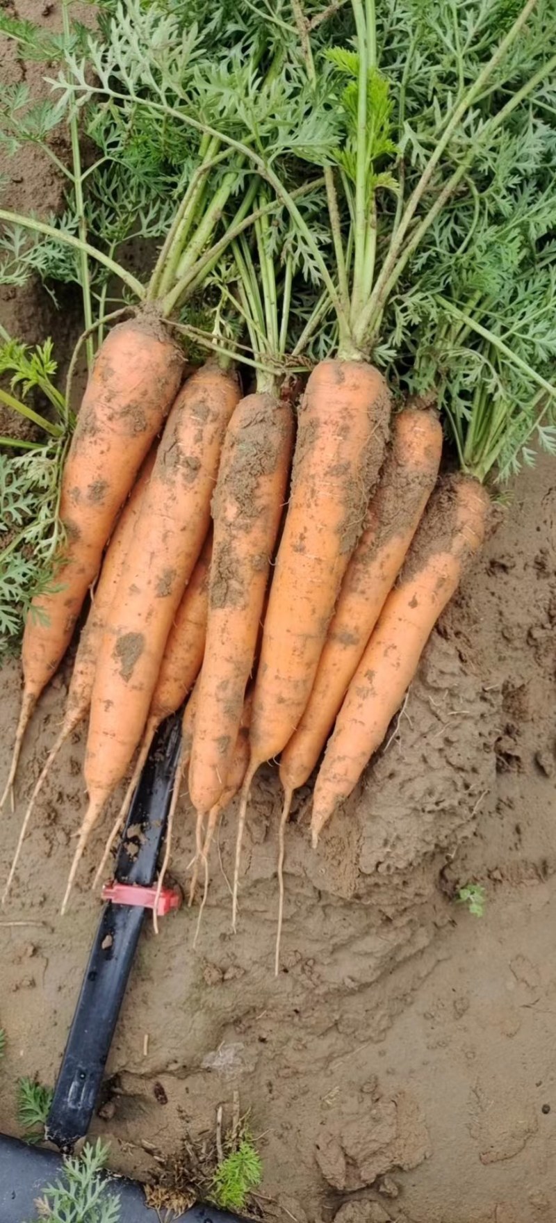 陕西胡萝卜🥕大量上市中，电商，市场货都有