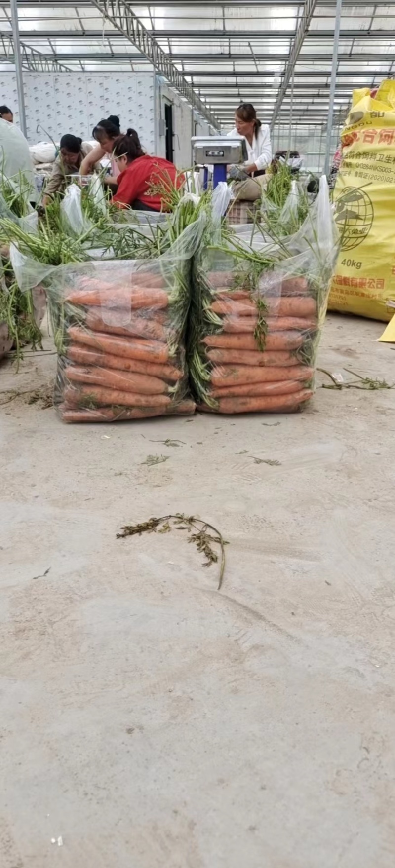 陕西胡萝卜🥕大量上市中，电商，市场货都有