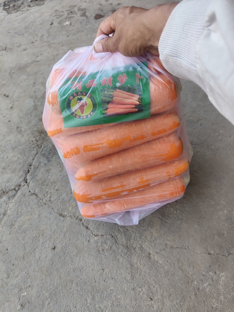 陕西胡萝卜🥕大量上市中，电商，市场货都有