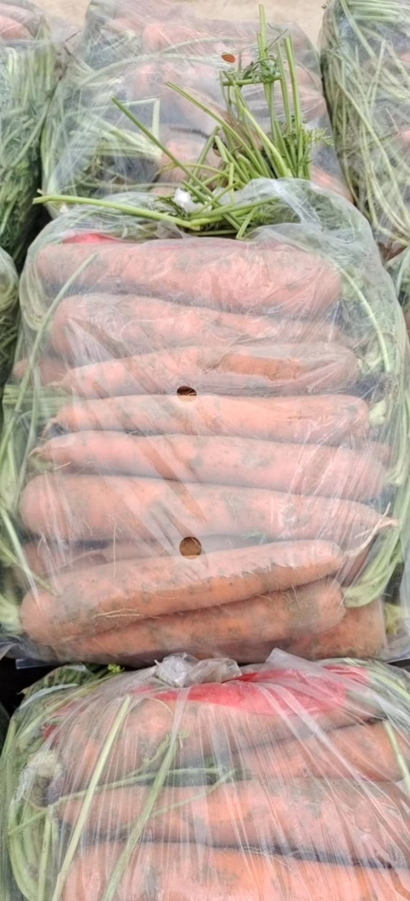 陕西胡萝卜🥕大量上市中，电商，市场货都有