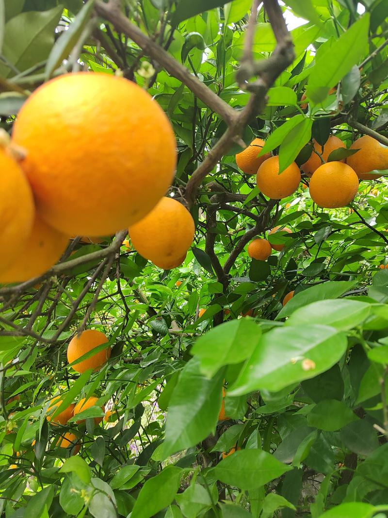 湖北精品夏橙橙子货源稳定一手货源果大味甜汁足欢迎考察