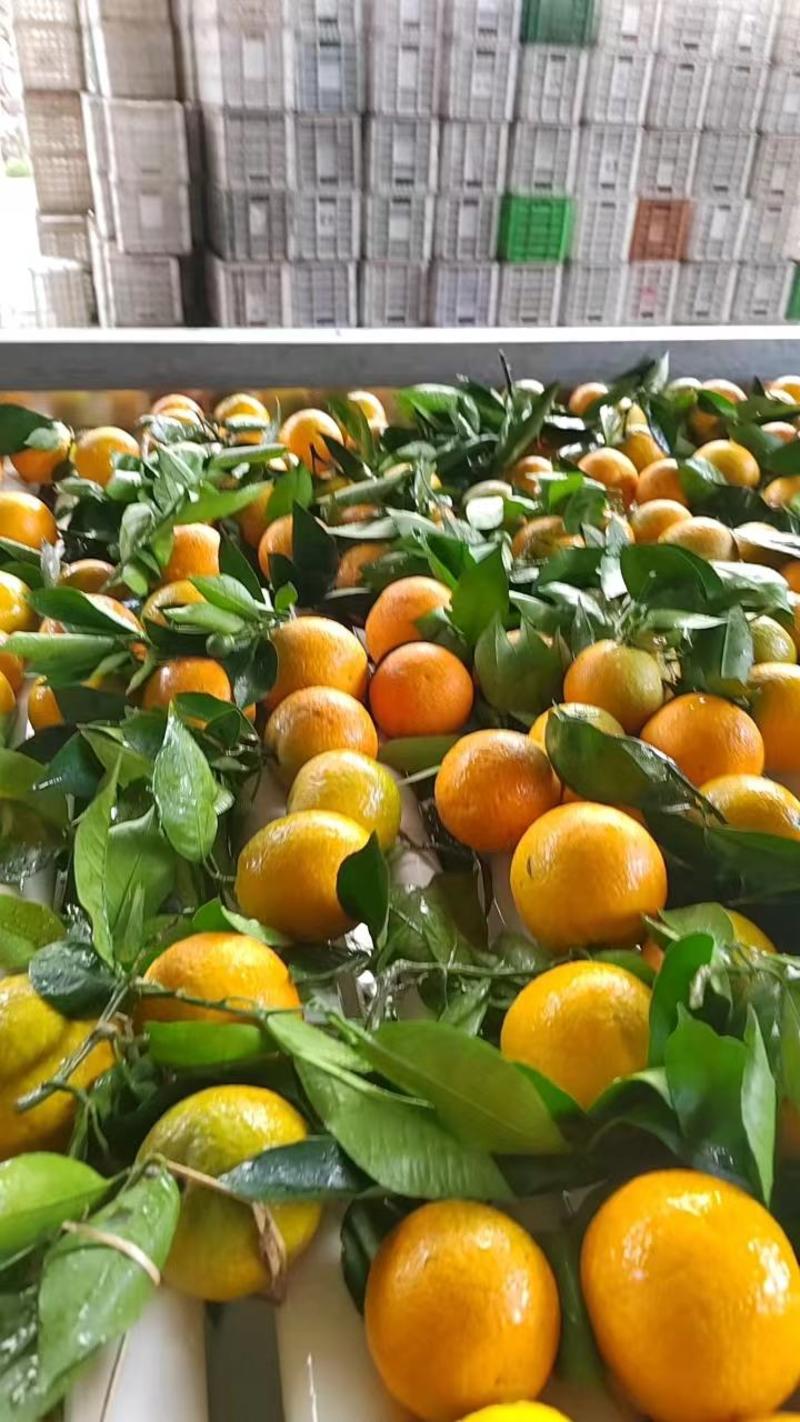 湖北精品夏橙橙子货源稳定一手货源果大味甜汁足欢迎考察