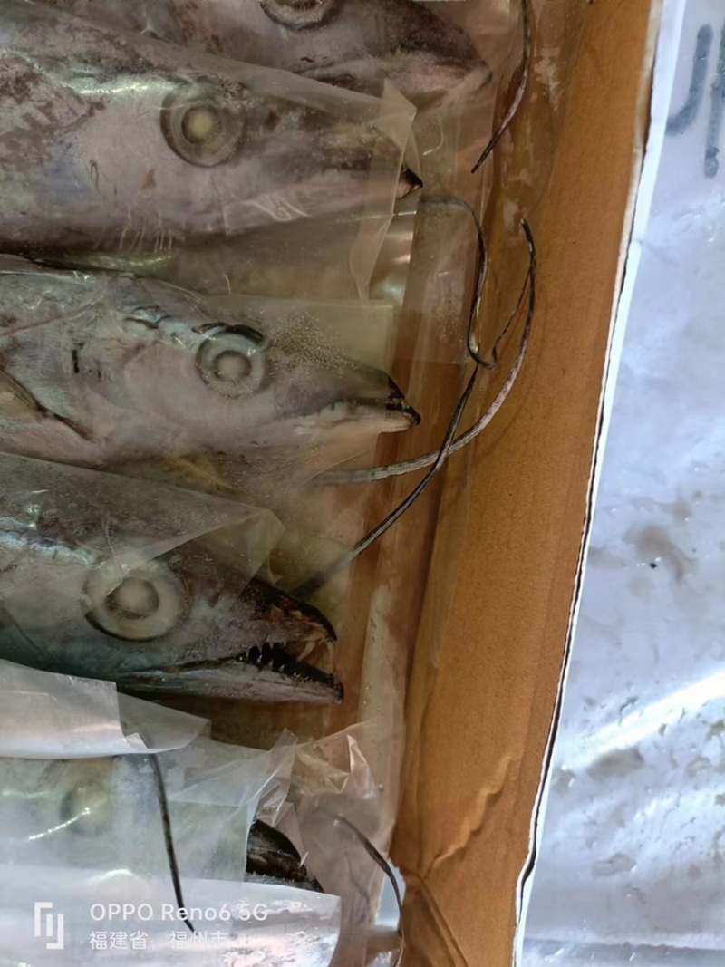 带鱼白眼带鱼印度带鱼钓带3A带鱼鳞度完整AAA