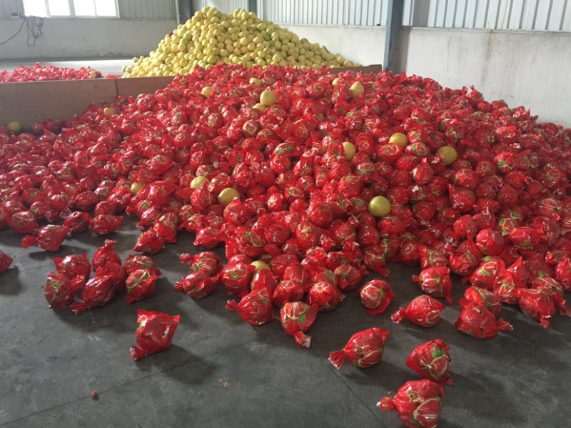 福建平和琯溪蜜柚支持电商一件代发！产地代办
