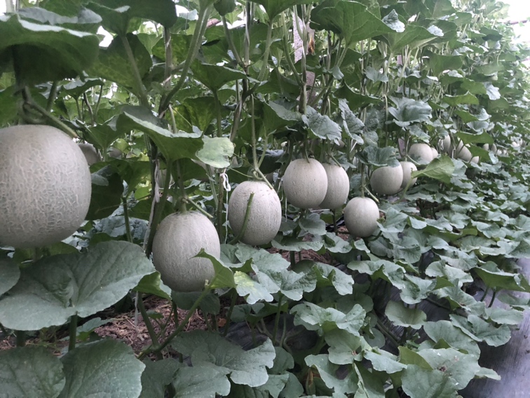 星甜甜瓜种植基地航拍图