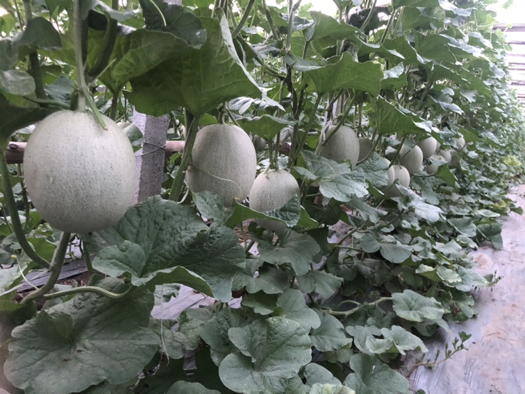 大荔甜瓜果园中成熟的伊丽莎白甜瓜挂满枝头 大荔甜瓜果园