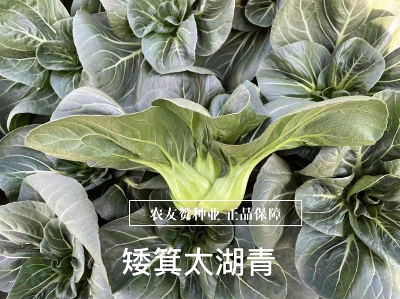 矮箕太湖青苏州青种子特矮苏州青菜种子纤维少春秋播