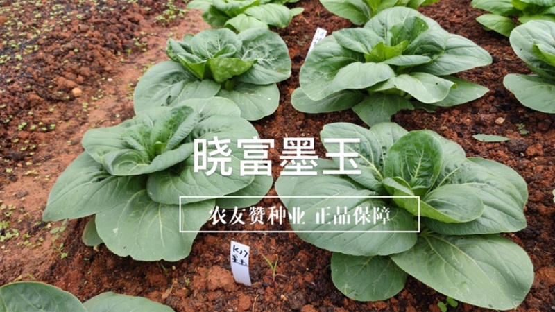 晓富墨玉青菜种子叶色绿油亮青菜种子耐热耐雨大头束腰