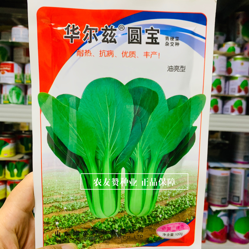 华尔兹圆宝青梗菜种子耐热抗病一代杂交油亮型青梗菜种子