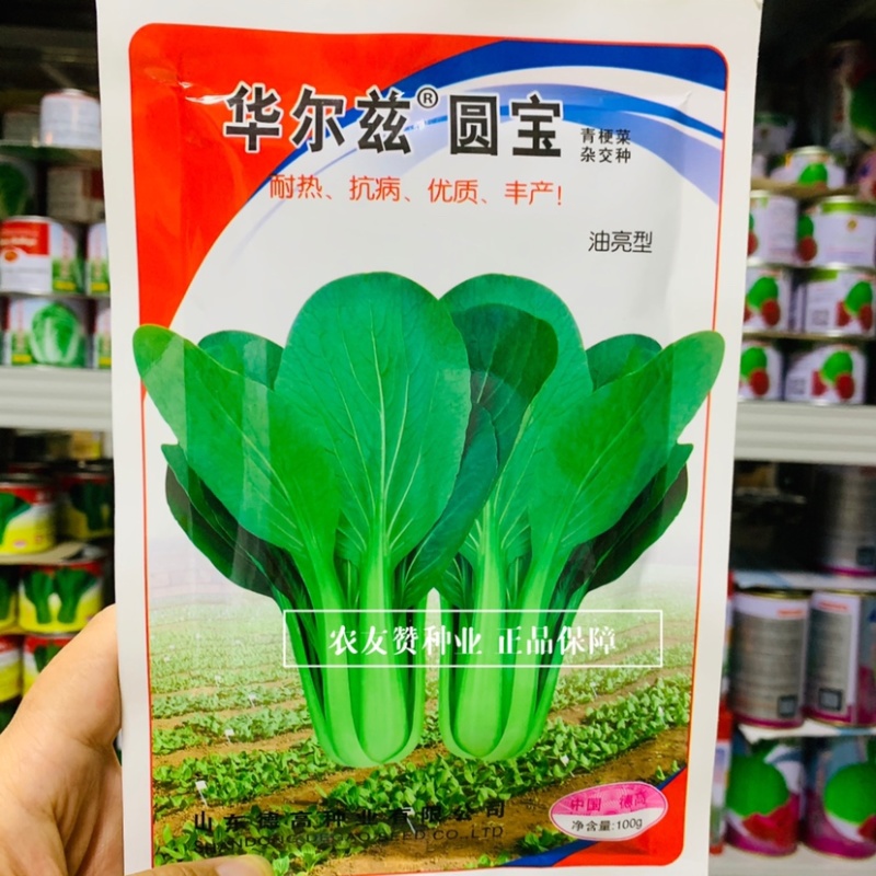 华尔兹圆宝青梗菜种子耐热抗病一代杂交油亮型青梗菜种子