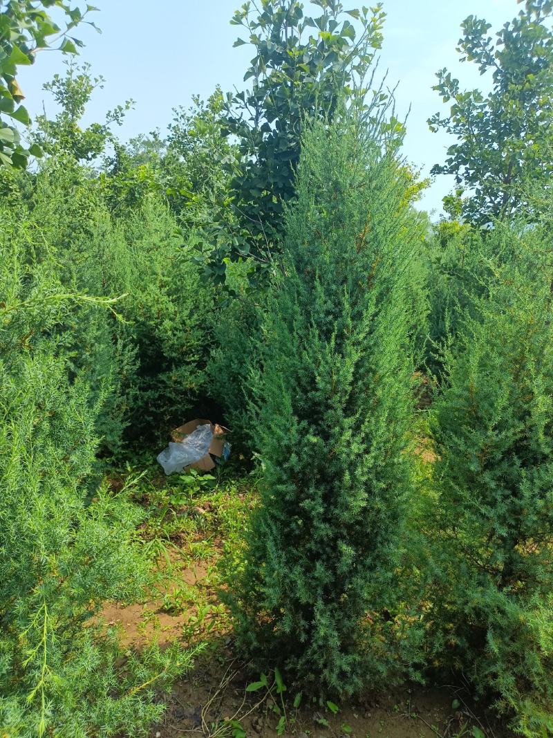 北京侩柏（刺柏）自家苗圃，价格便宜，量大