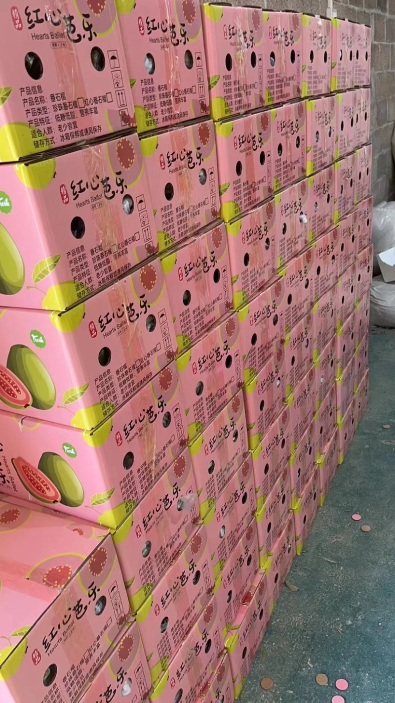 福建番石榴红心芭乐产地代办供应全国批发市场
