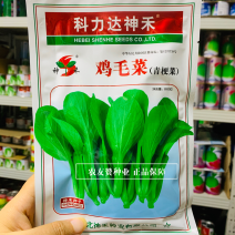 神禾鸡毛菜种子青梗菜种子四季种植蔬菜耐寒耐热小青菜