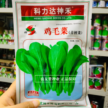 神禾鸡毛菜种子青梗菜种子四季种植蔬菜耐寒耐热小青菜