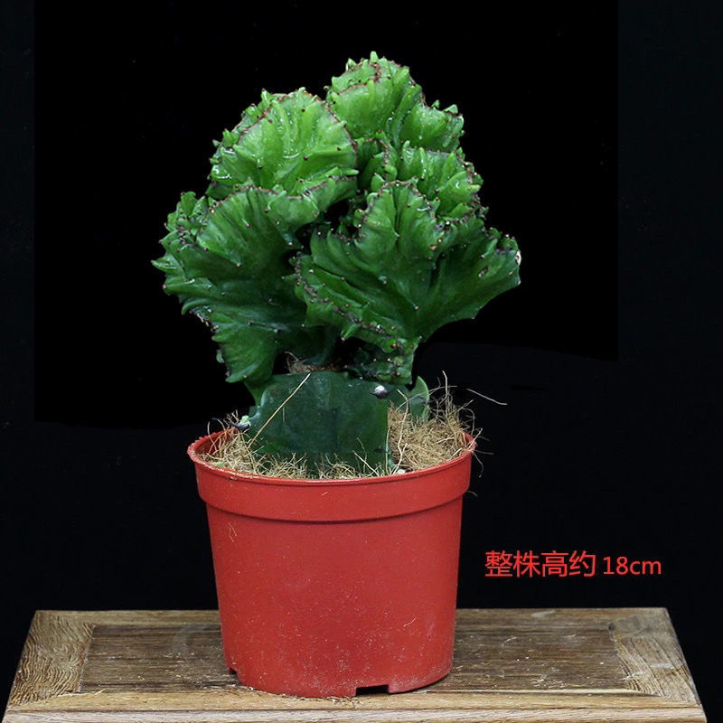 多肉植物玉麒麟盆栽花卉仙人掌麒麟掌观赏盆栽室内净化空气