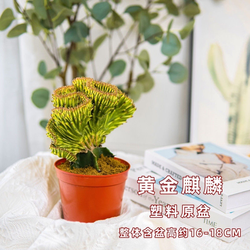 多肉植物玉麒麟盆栽花卉仙人掌麒麟掌观赏盆栽室内净化空气